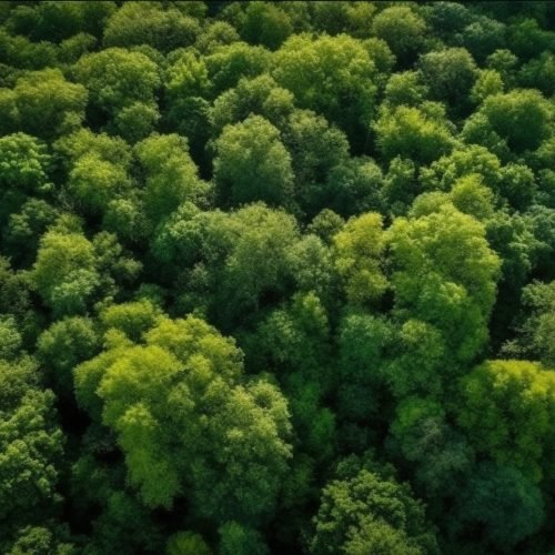 Mid air drone captures tranquil forest landscape, beauty in nature generated by artificial intelligence